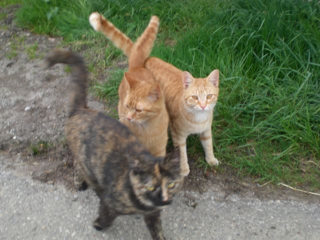 Bewohner der Minifarm