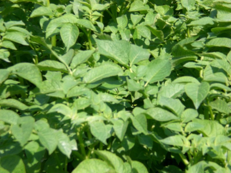 formfoto karotffeln.jpg