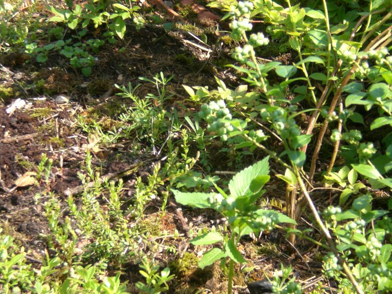 forumfoto Moorbeetpflanzen.jpg