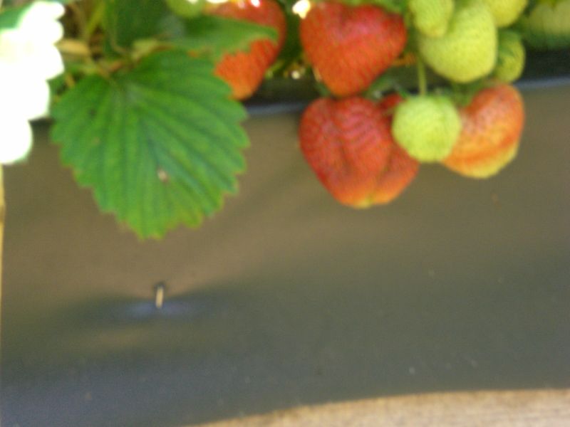 CIMG0799formfoto erdbeeren.jpg