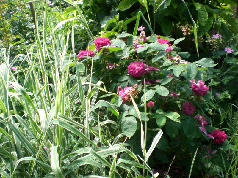 forumfoto rose de resht.jpg