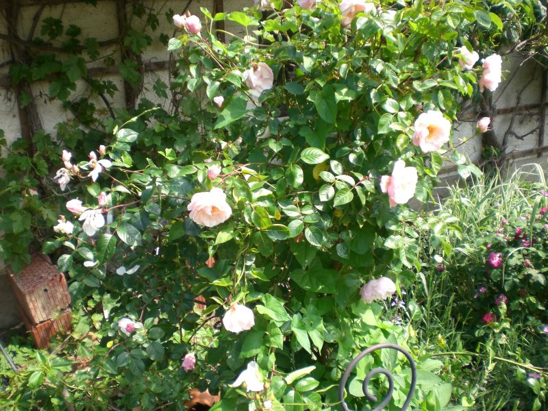 engl. Strauchrose.jpg