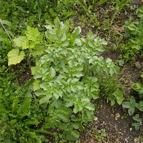 Erdäpfel.JPG