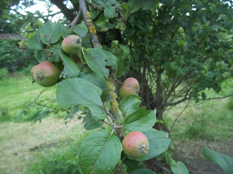 apfelbaum