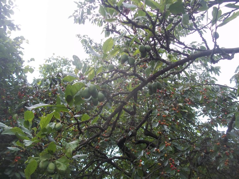 pflaumenbaum