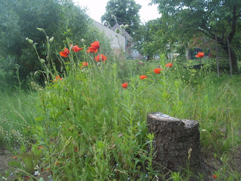 mohn