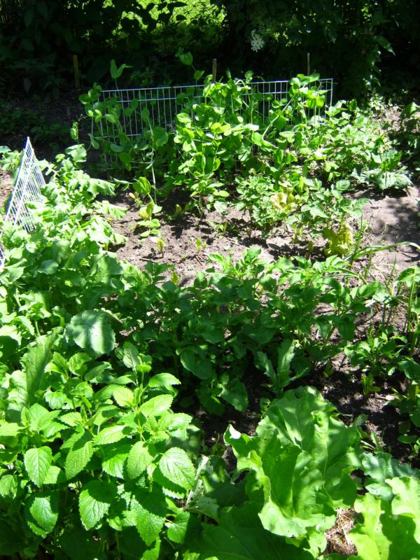 Rhabarber, Zitronenmelisse, Rattenschwanzrettich, versch. Salat, Karotten, Erbse "Blauwschokker"