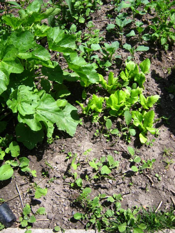 Spargelsalat und versch. Kohl