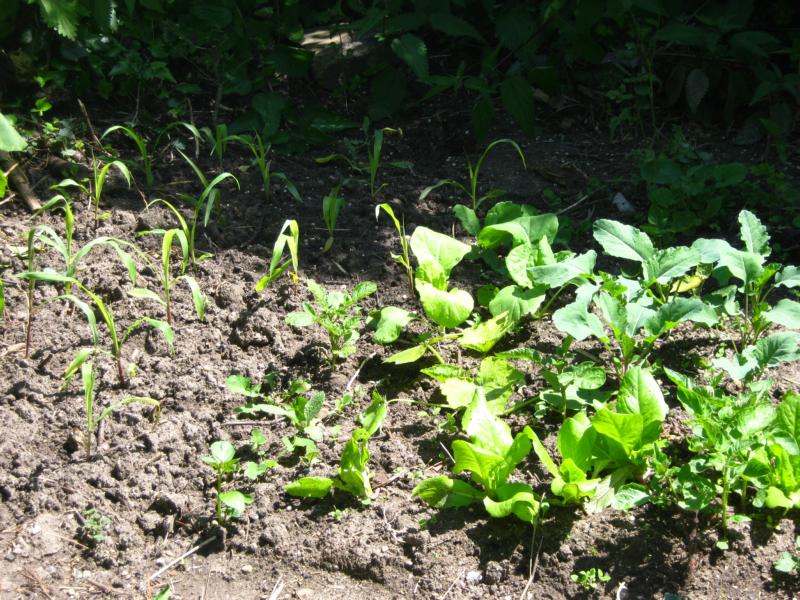 Bunter Zuckermais, versch. Kohl und Zucchini, Spargelsalat und vom letzten Jahr aufgegangene Kartoffel