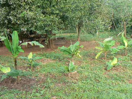 Junge Bananenpflanzen