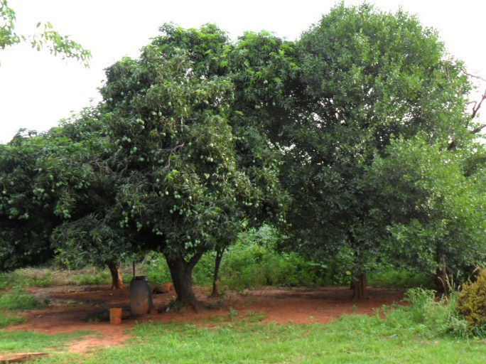 Mangobaum mit grünen Früchten.JPG