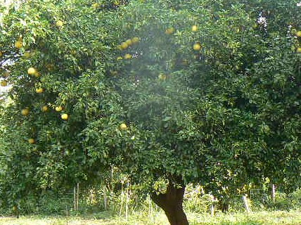 Grapefruit.JPG