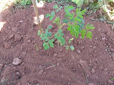 Moringa