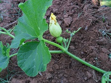 Erste weibliche Kürbisblüte