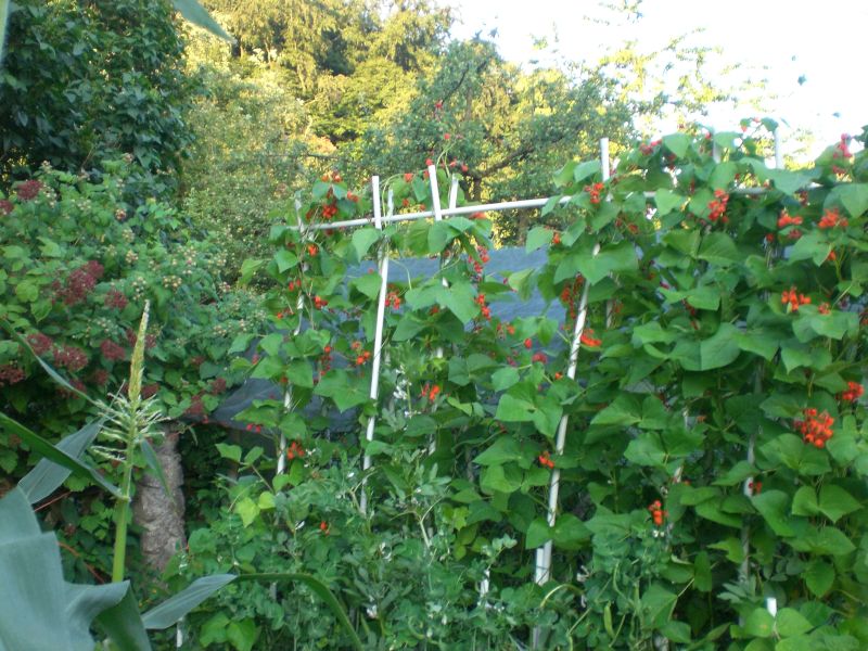 CIMG0821forumfoto bohnen.jpg