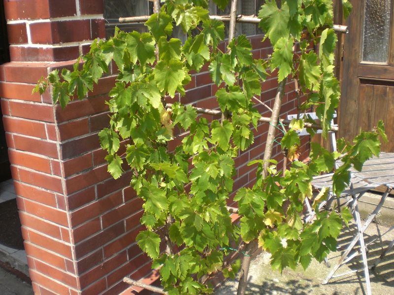 CIMG0827forumfoto Kübelpflanzen.jpg