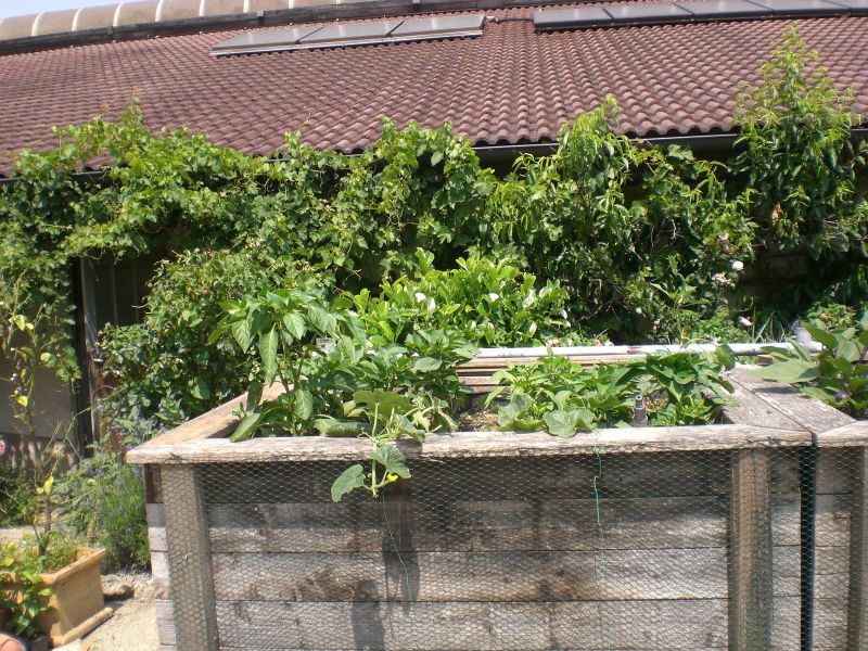 CIMG0828forumfoto paprika.jpg