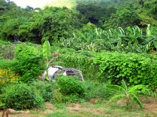 veggies and herbs..jpg