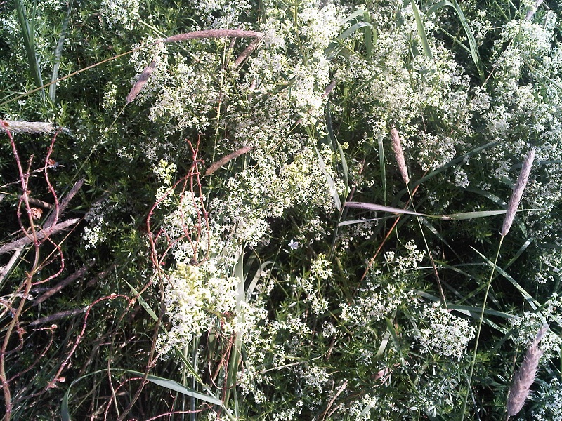 unbek. Pflanze - Blüten1 - v..jpg