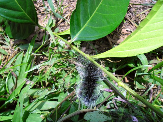 9caterpillar1.jpg