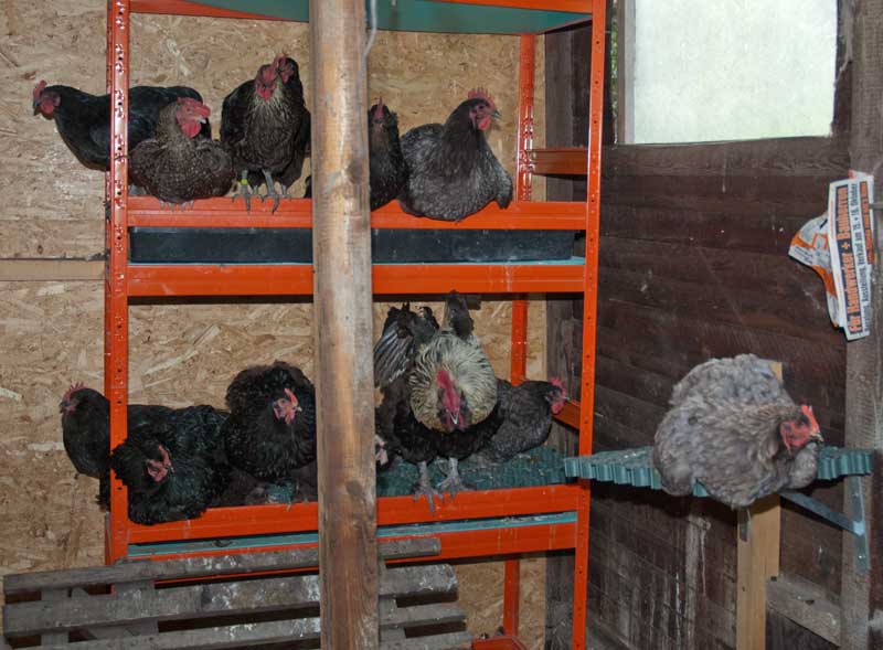 Hühnerhochregal