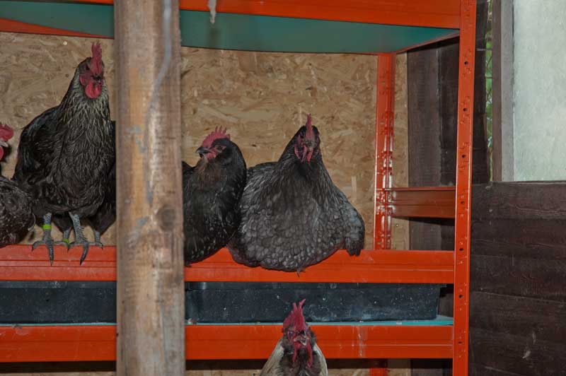 Hühnerhochregal