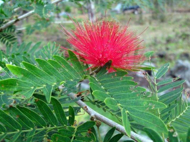 15Calliandra s.JPG