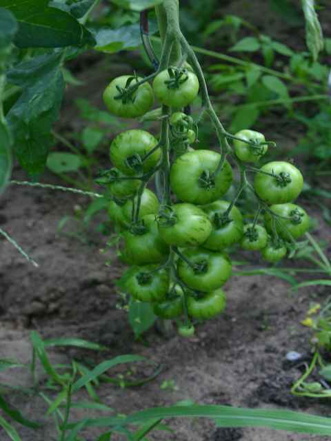 k-tomaten.jpg