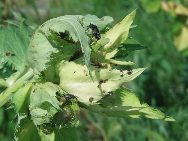 k-kohldistel.JPG