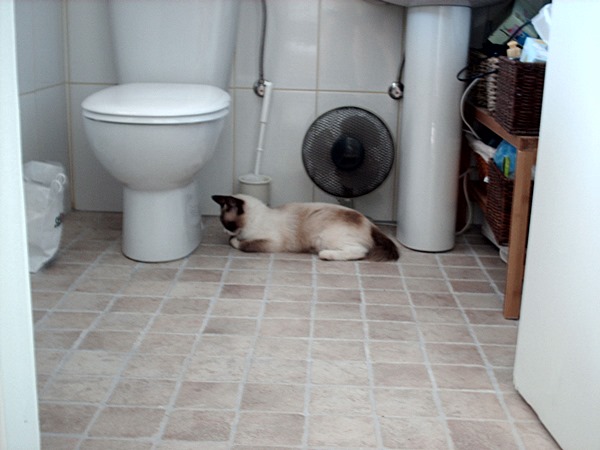 Maya bewacht die Toilettenschüssel.JPG