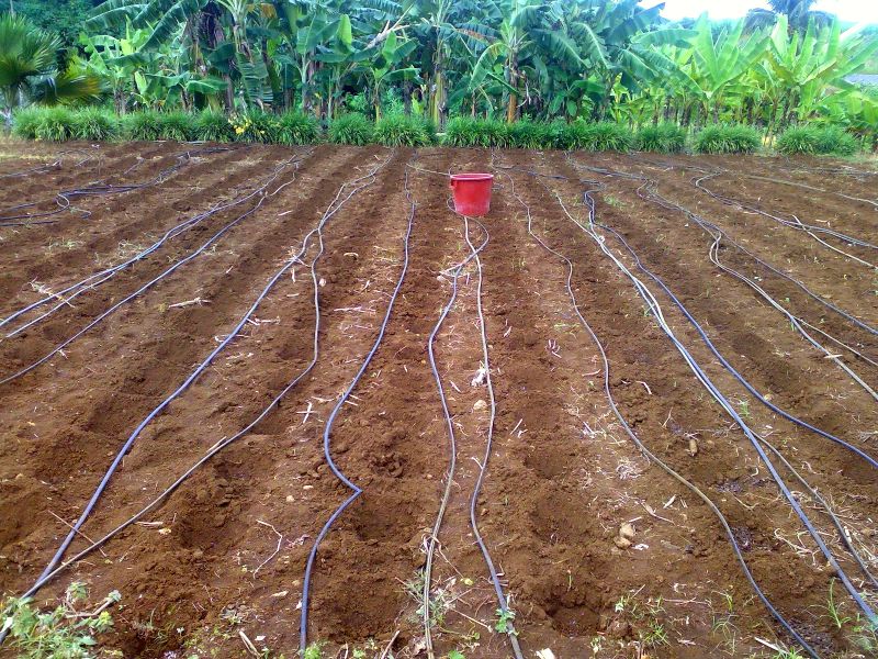 1 irrigation..jpg