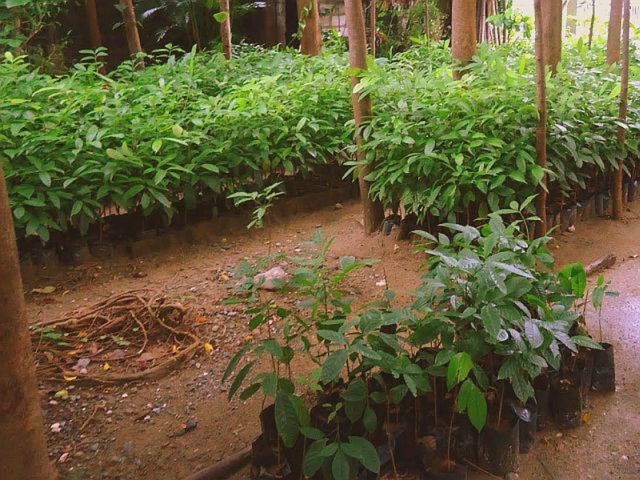 2new plot nursery mahagony..JPG