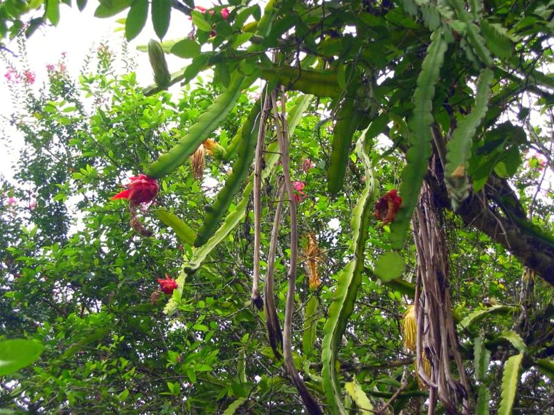 e oldreddragonfruit..jpg