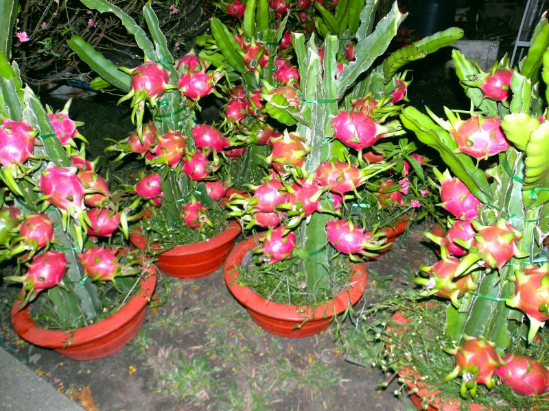 f reddragonfruitsmall.jpg