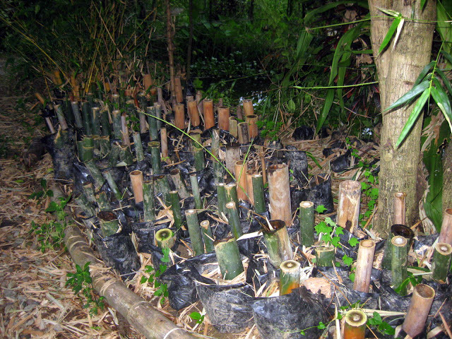 forgotten bamboo cuttings - vergessene Bambus-Setzlinge