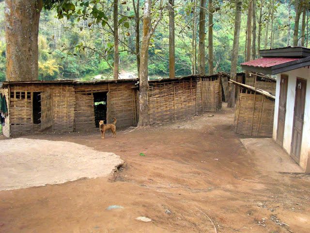 An old Giant of Mango