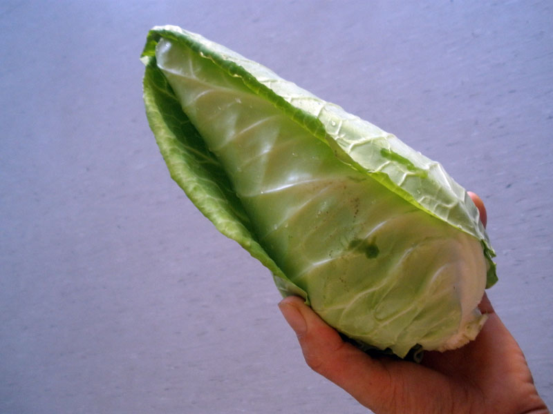 spitzkohl.jpg