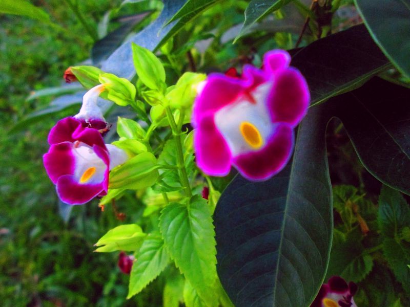 x1 torenia fournieri,.jpg
