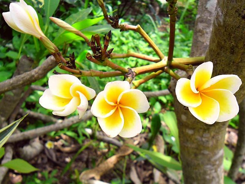 Der Lebensrhythmus der Bluete auf einer Dolde...( Dieser Baum- Plumeria- heisst aus dem Thai uebersetzt "Ewiger Kummer"