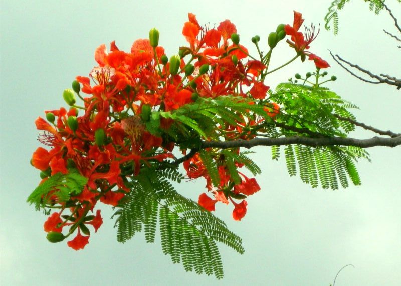 x5 delonix regia.jpg