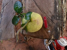 Pomelo