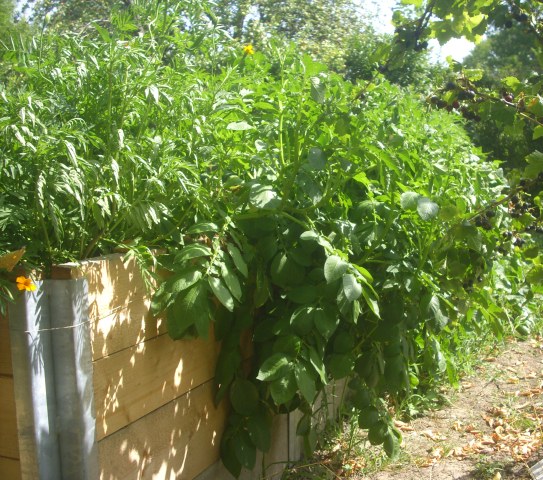 Hochbeet_6205.JPG