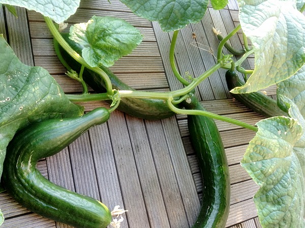 gurken auf Holzboden.JPG