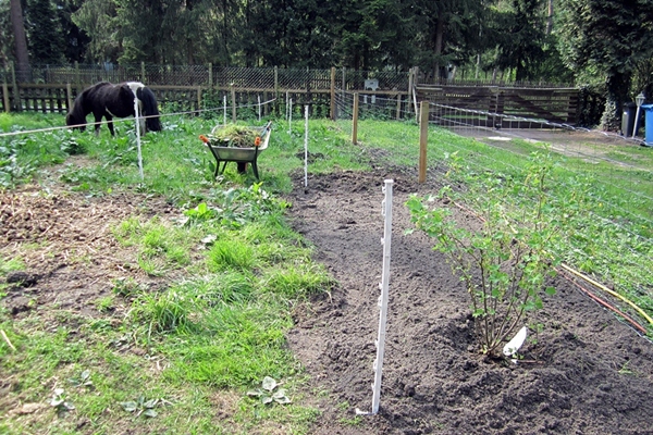 Beete vorbereiten, Ponies helfen mit