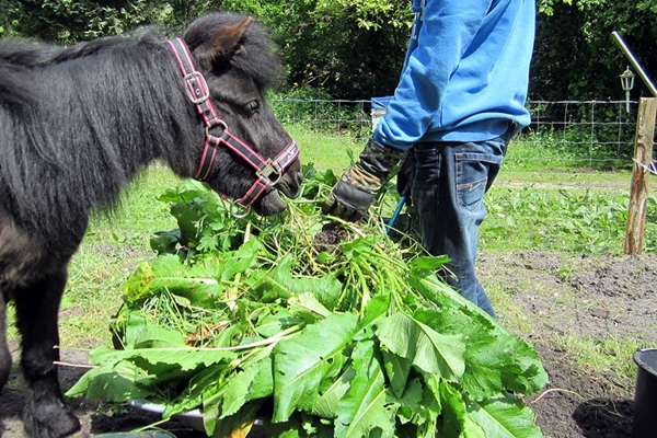 Unser größtes Problem zu Anfang waren die Unmengen an Ampfer