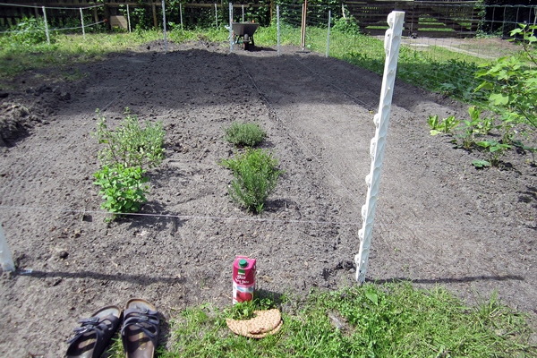 Anfang Juni, Anlegen der ersten Beete
