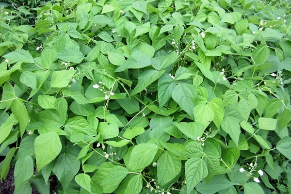 Ende Juli - Buschbohnen