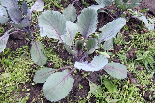 Ende Juli - Rotkohl, bildet irgendwie keine Köpfe *grübel*