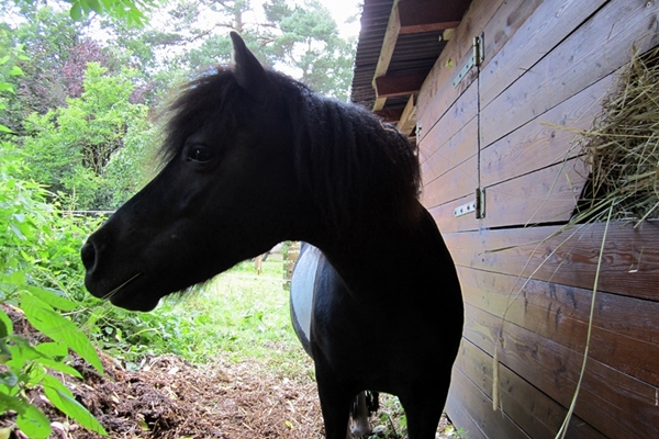 Da ich von den ca. 400 qm Gemüsegarten erst ca. 150 qm bearbeite, müssen die Ponies das andere Stück ab und zu kurzfressen (was sie mit Hingabe tun)