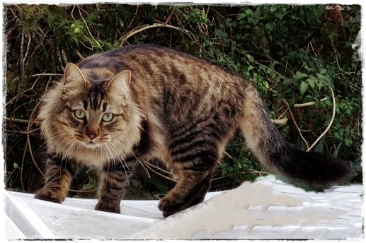 johnny schröder - der löwe.JPG